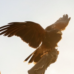 Eagx